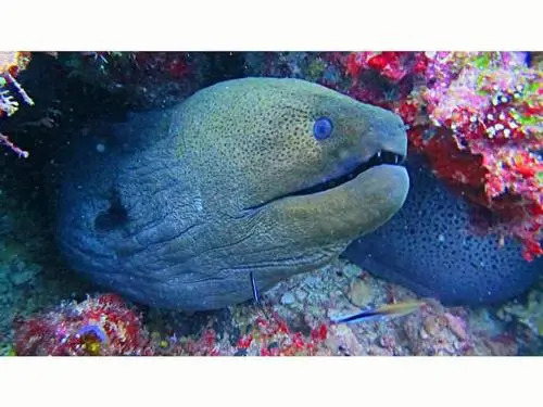 Nungwi Dive Centre
