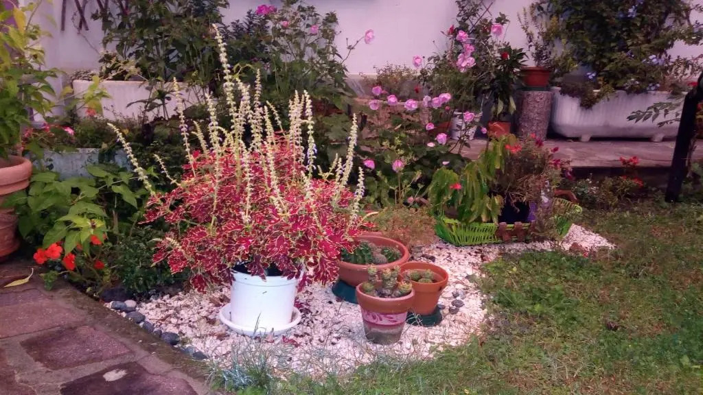 Nel giardino di Oz