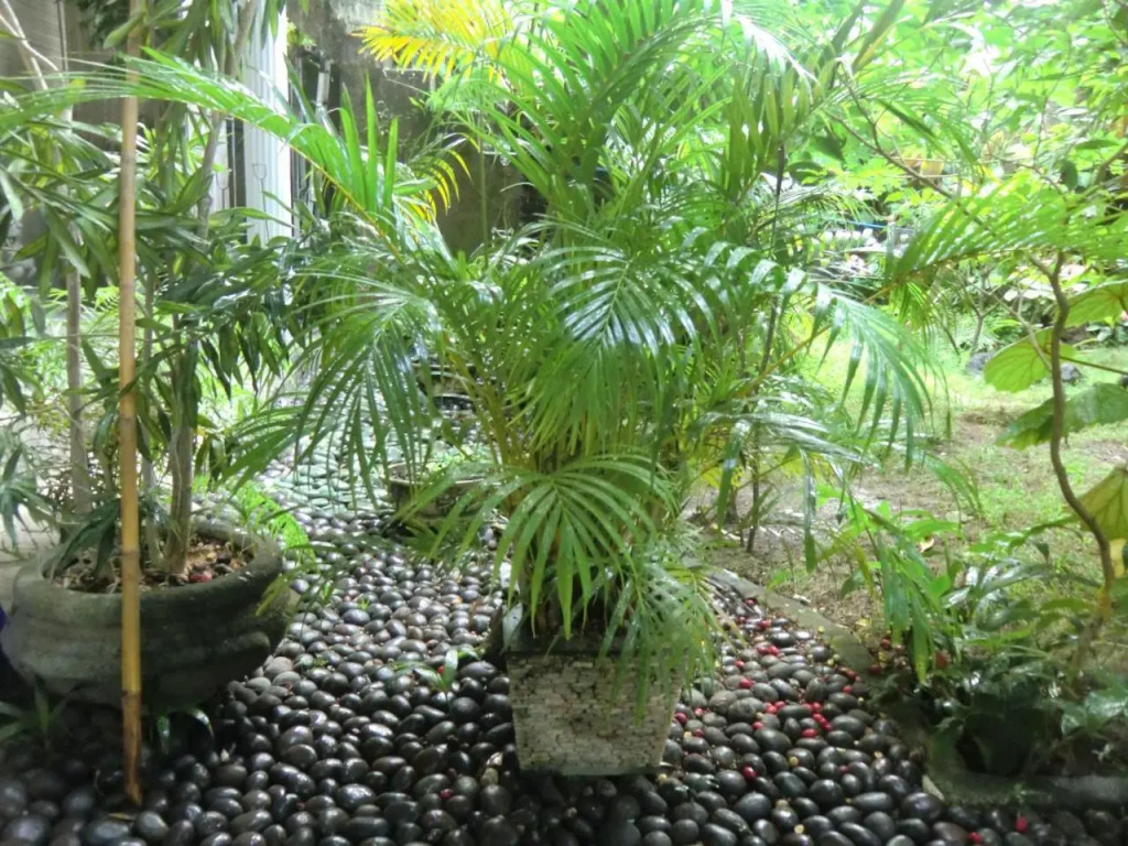 Shady Grove Healing Centre and Homestay