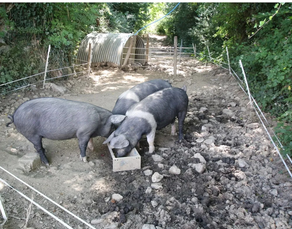 Trenona Farm Holidays