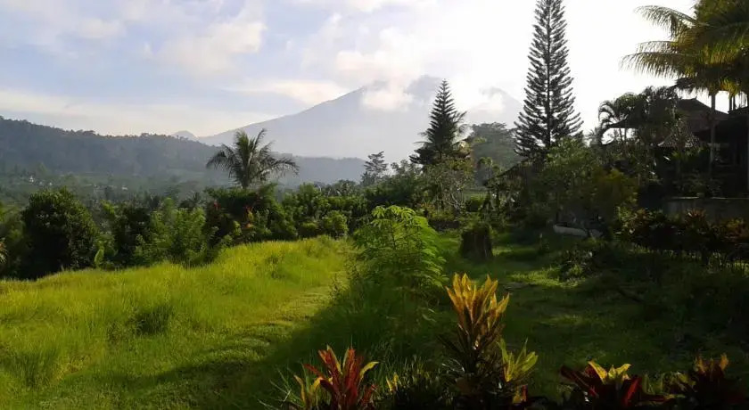 Lihat Sawah 1