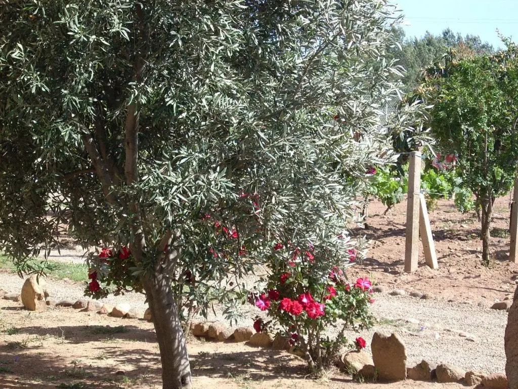 B&B Il Vigneto