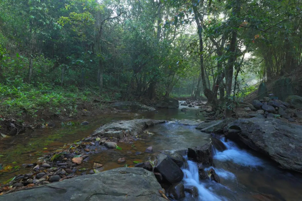 Abad Brookside Wayanad