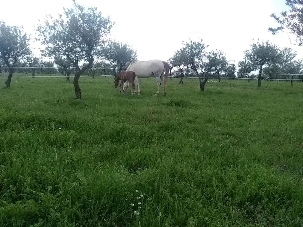 Studio indépendant dans Ferme Equestre