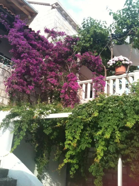 Apartments Jany