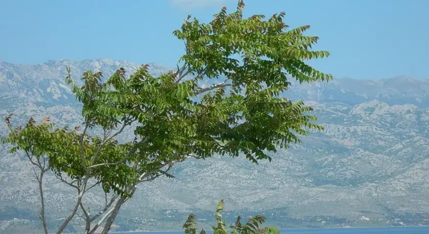 Villa Mor
