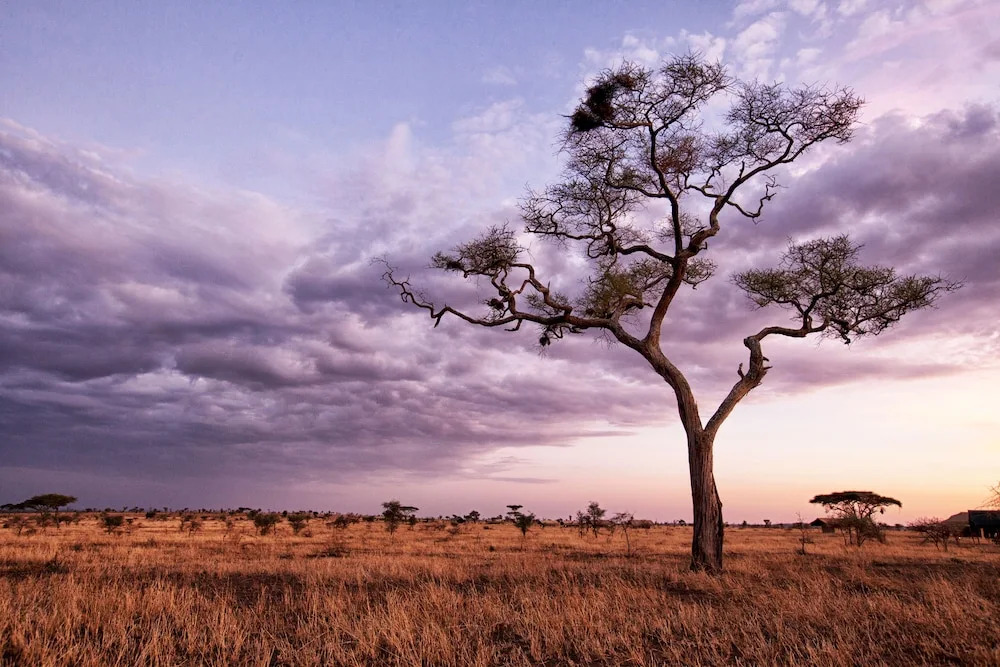 Pumzika Classic Safari Camp