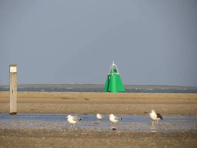 Donia Huys