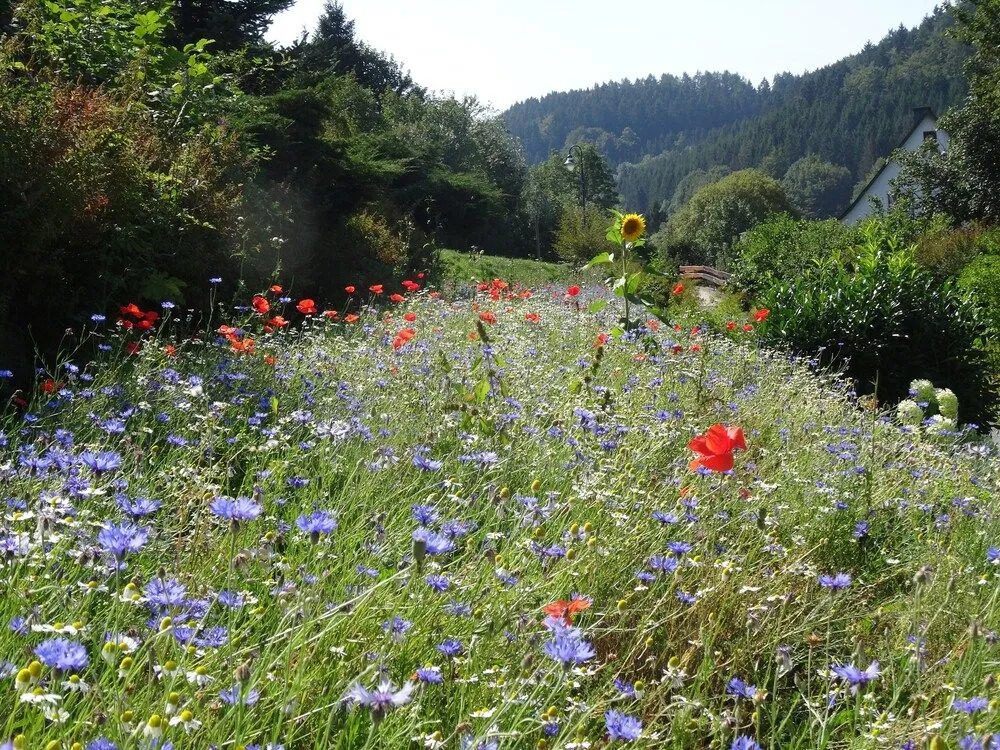 B&B Sauerland TCF