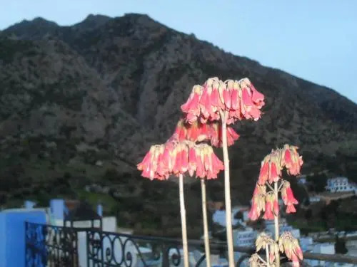 Dar Lbakal