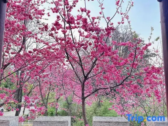 Jingxin Yayuan · Song-style Aesthetics National Style Courtyard