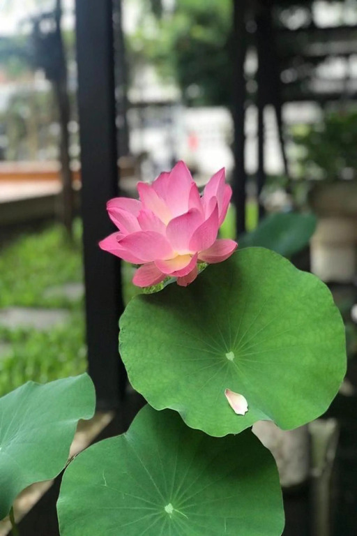 The Wishes Hotel at Chiangmai