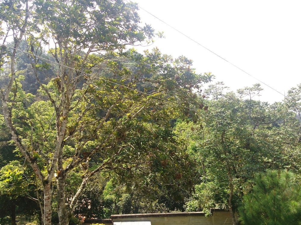 Casa Imperial Coban