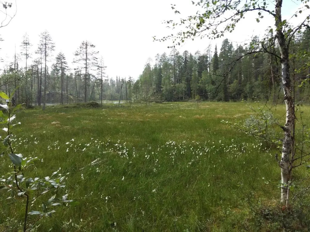 Kelokallas 2 Ruka