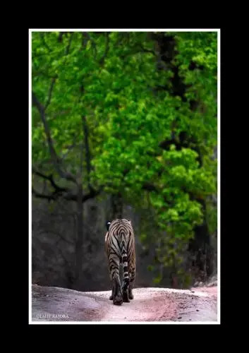 Tala Camp Bandhavgarh