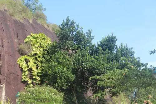 Bio Veda Ayurvedic Hill resort