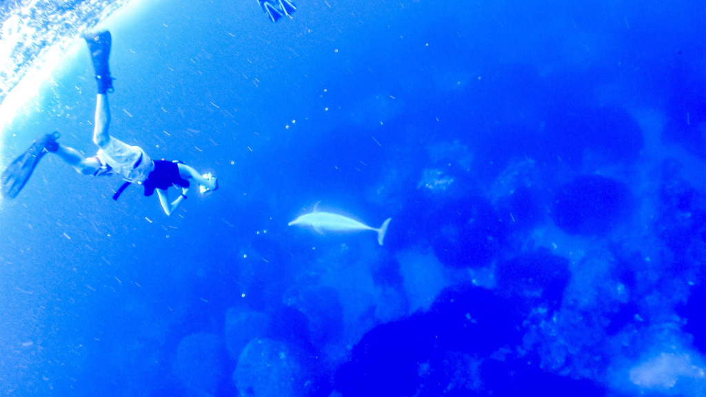 Miyakejima Snapper