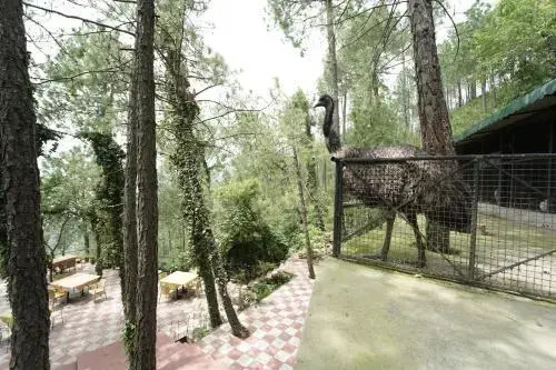 Pine Drive Resort