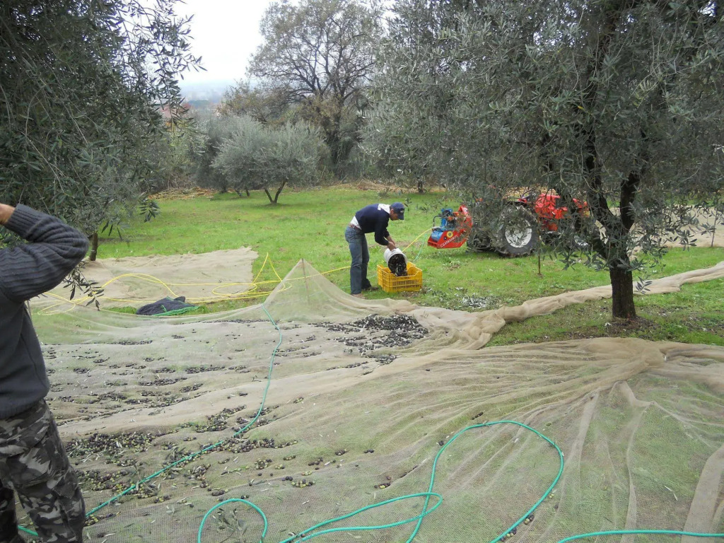 Collina Toscana Agriturismo & Apartments
