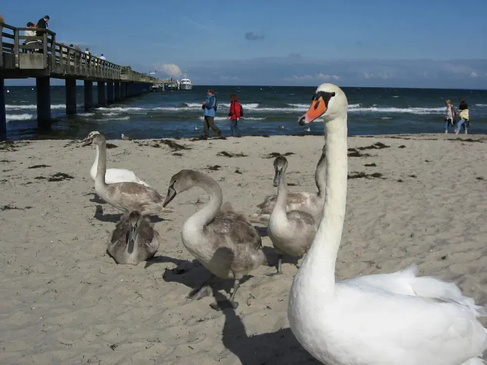 Ferienhaus nahe Ostsee und Wald