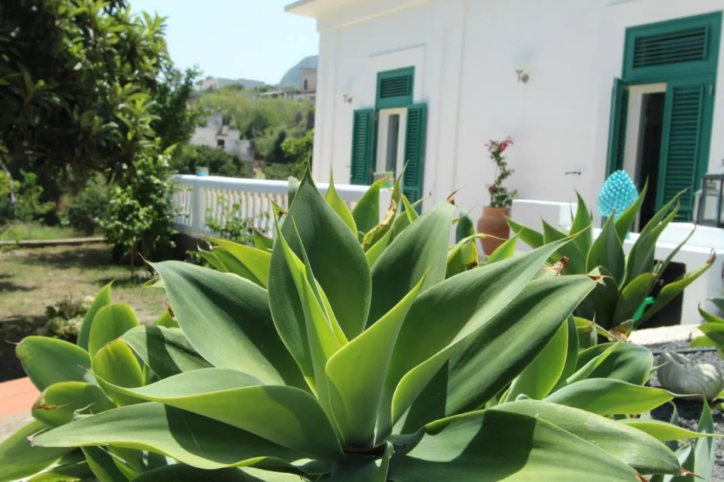 La Casa Bianca