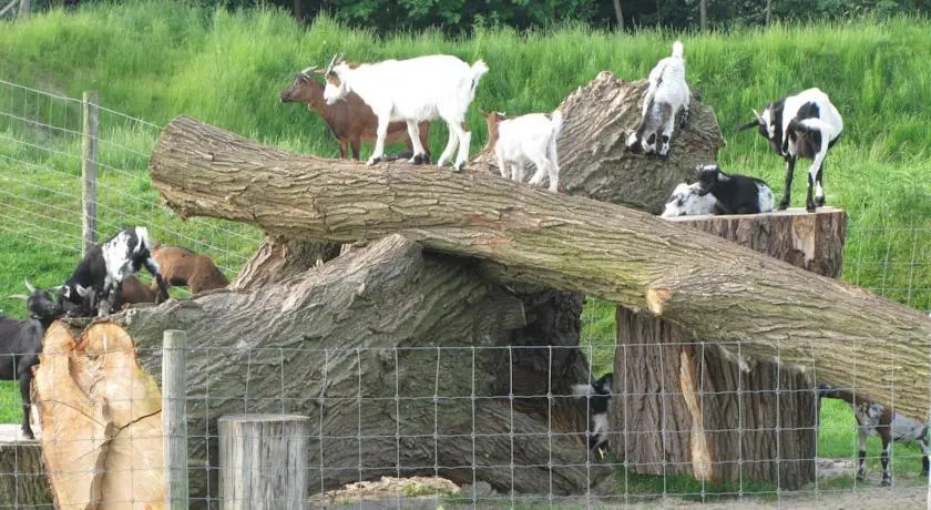 Schuppen recreatie