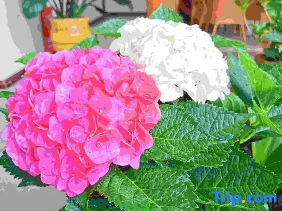 Pu'er Road Flower Inn