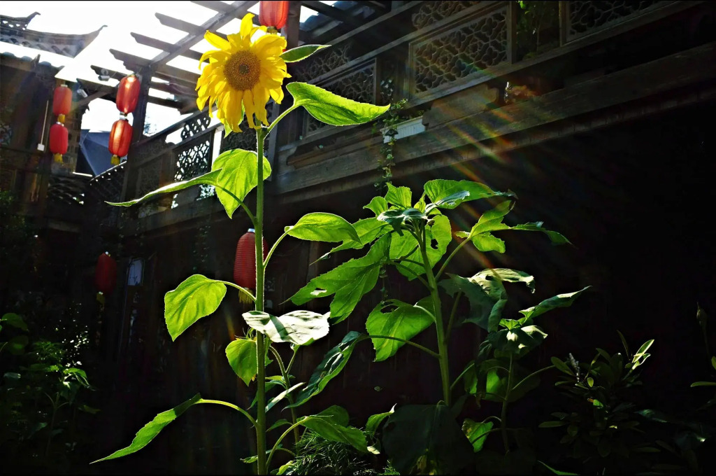 Baisha Holiday Resort Lijiang