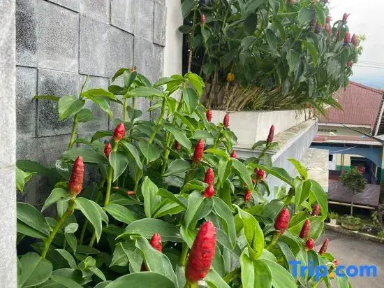 Moza House Wonosobo