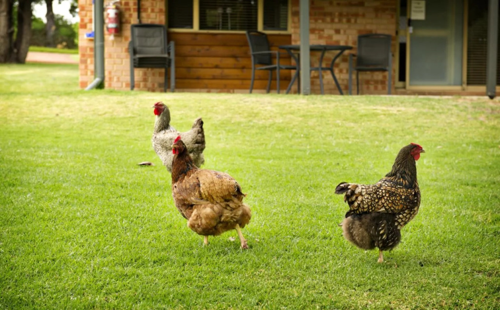 Peppermint Brook Cottages
