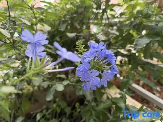 Hua Tian Homestay