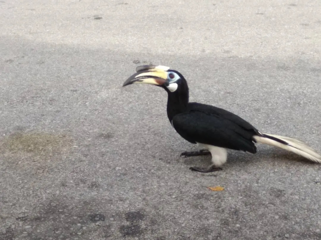 Hornbill Resort Pulau Pangkor