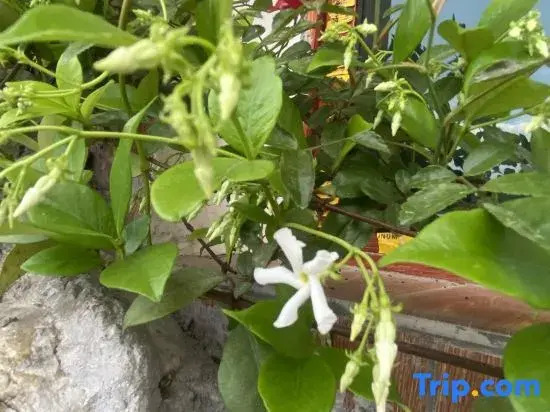 Yueziju Homestay