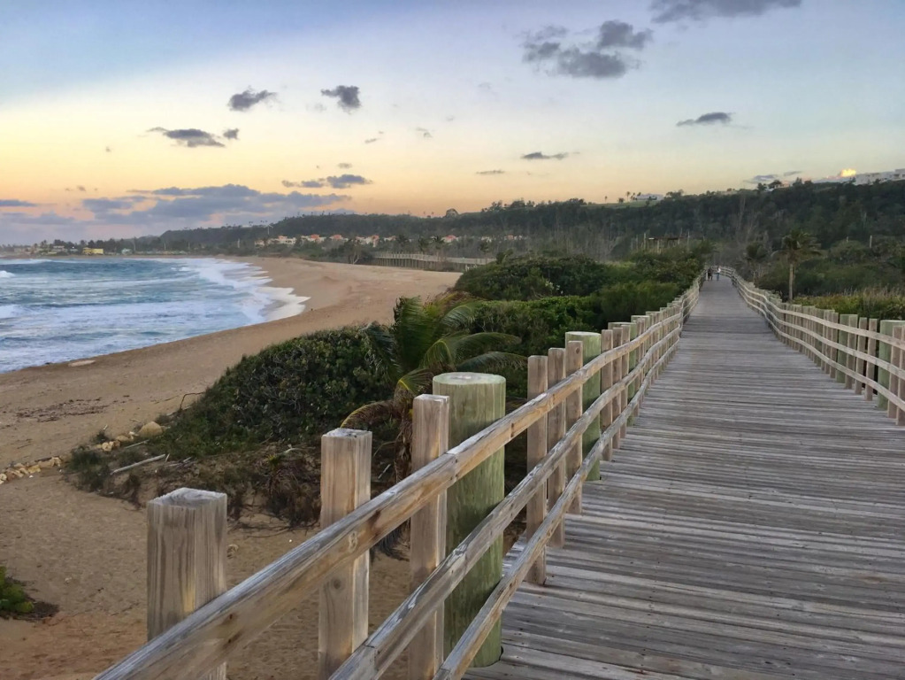 Palmeras Del Mar