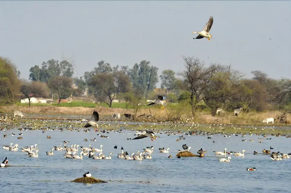 JPS Resort with Swimming Pool Near IMT Manesar