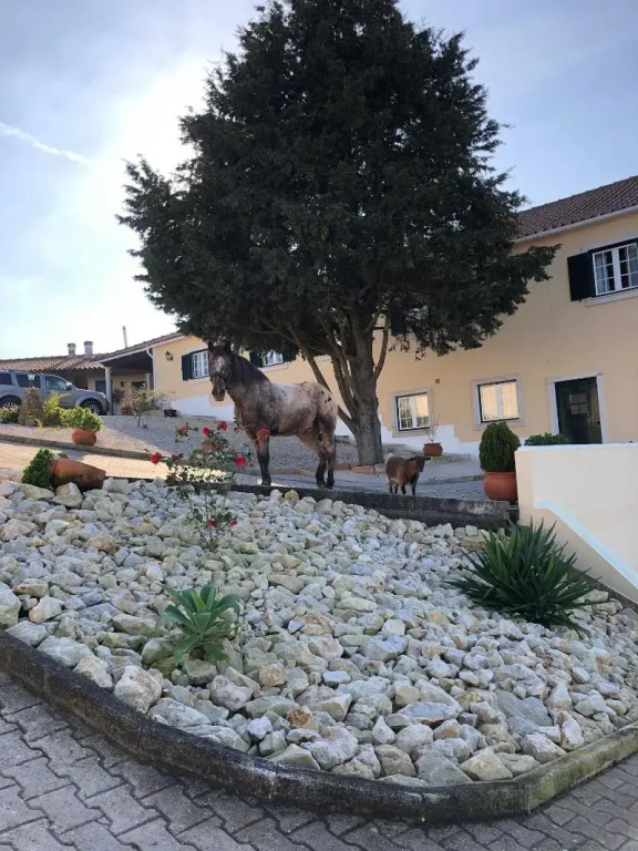 Terra Luso