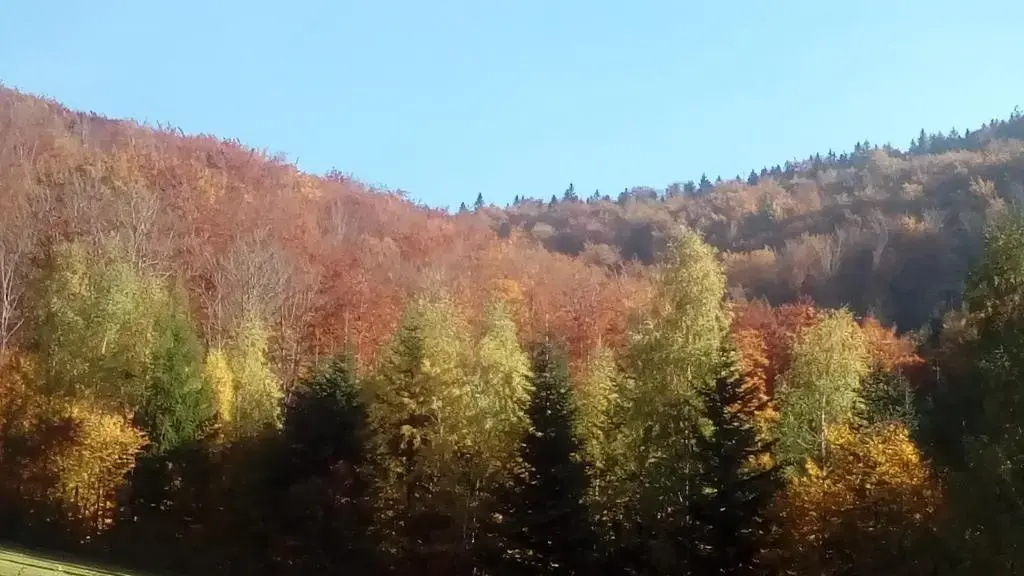 Joga Leskowiec