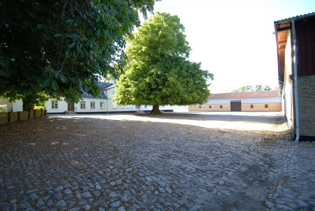 Rønhave