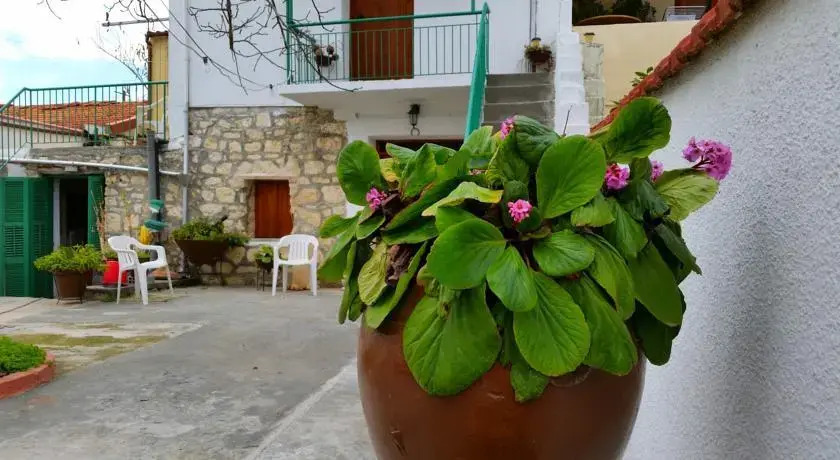 Jungle House