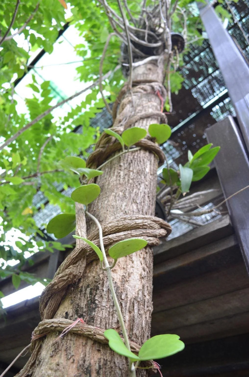 Wangnamkeaw In Love