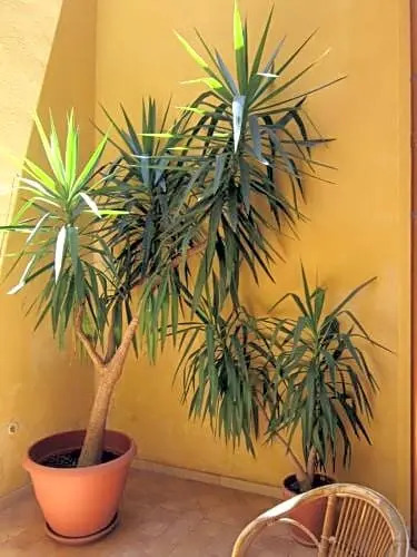 LArancio E Il Limone