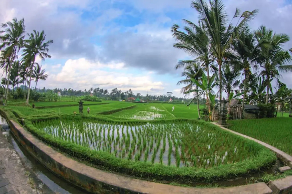 Belvilla Moksha Ceking Rice TerraceNearUbud Jungle Swing
