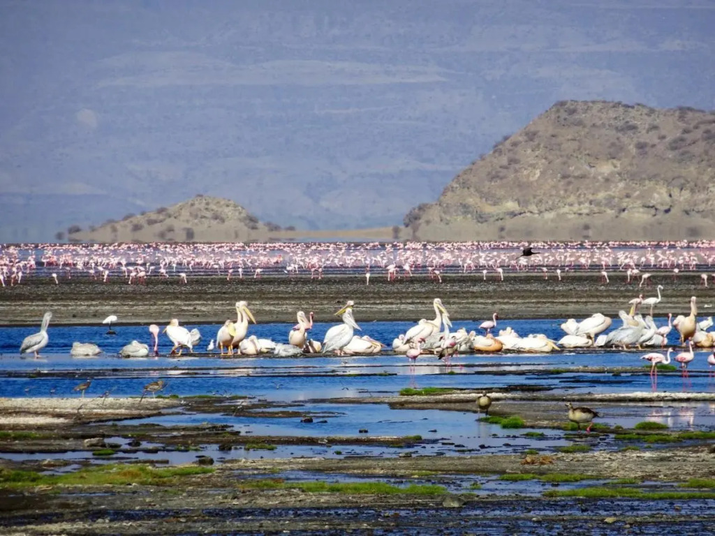 Africa Safari Lake Natron