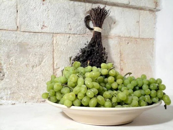 Tenuta Pinto