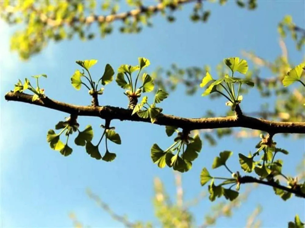 Zum Ginkgobaum