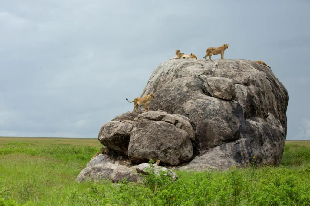 Pumzika Luxury Safari Camp - East Africa Camps