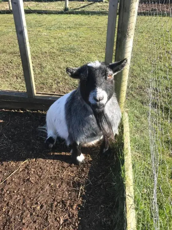 Willow Court Farm-Studio North & Petting Farm, 8 mins from Legoland & Windsor, 15 mins from Lapland UK