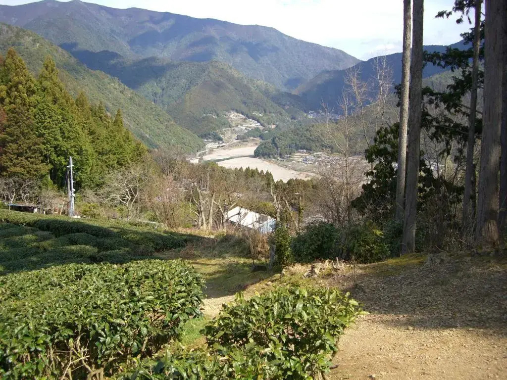 Ashita no Mori