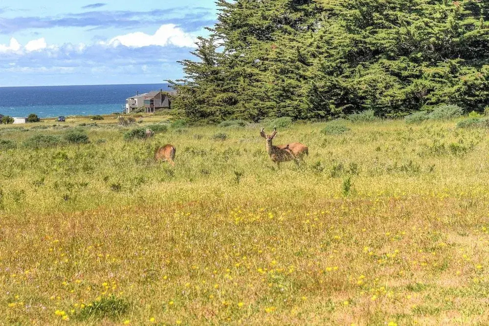 Sea Ranch Delight