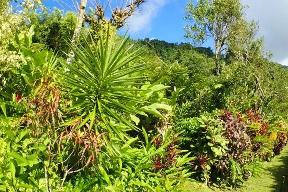 House With 2 Bedrooms In Le Vauclin With Wonderful Sea View Enclosed Garden And Wifi